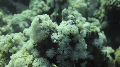 goniopora, a menudo llamado coral maceta, es un género de coral pétreo colonial que se encuentra en el mar rojo es un coral enigmático que ha capturado la fantasía de muchos aficionados a los arrecifes