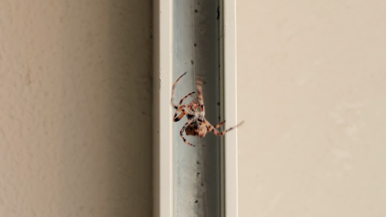 Close up of a spider moving in its web, showing intricate details of its body and fine silk threads
