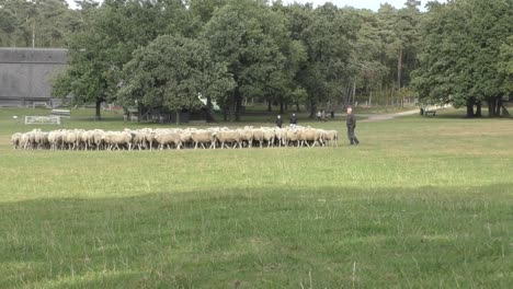 Hirte-Und-Hütehund-Bewachen-Und-Sichern-Die-Schafherde,-Die-Auf-Dem-Feld-Mit-Grünem-Gras-Weiden