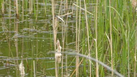 clip of a swamp bird flying from a cattail stem