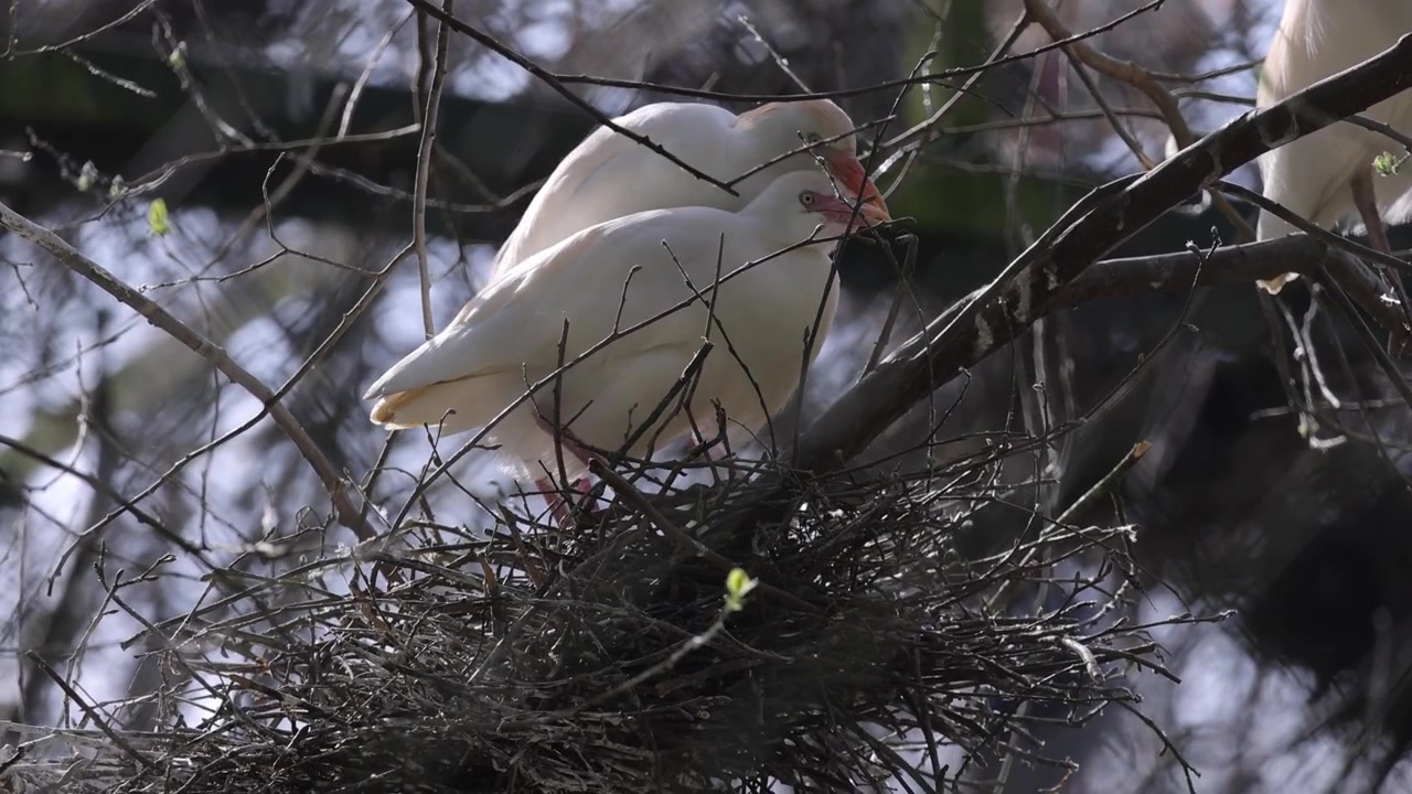 Cattle egrets on the nest. Bird colony during nesting season.