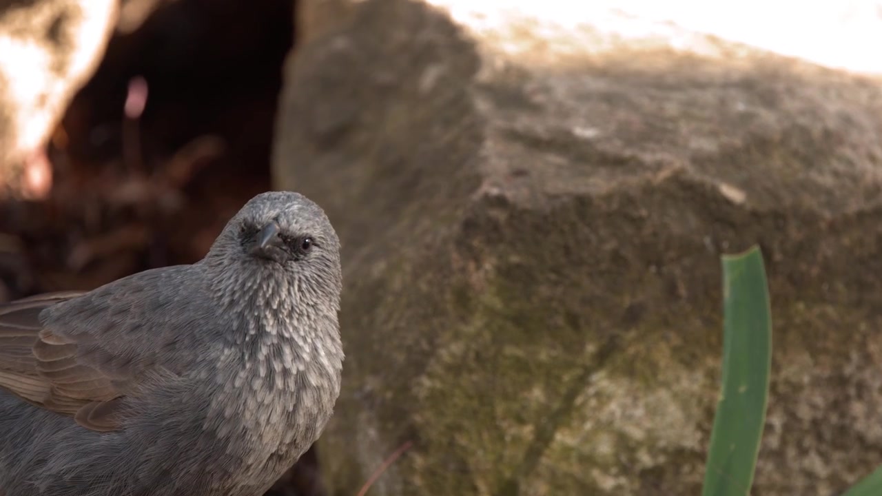 An apostlebird searches for food among dry leaves beside rocks under natural sunlight.