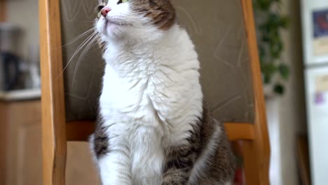 striped cat lies on a chair at home