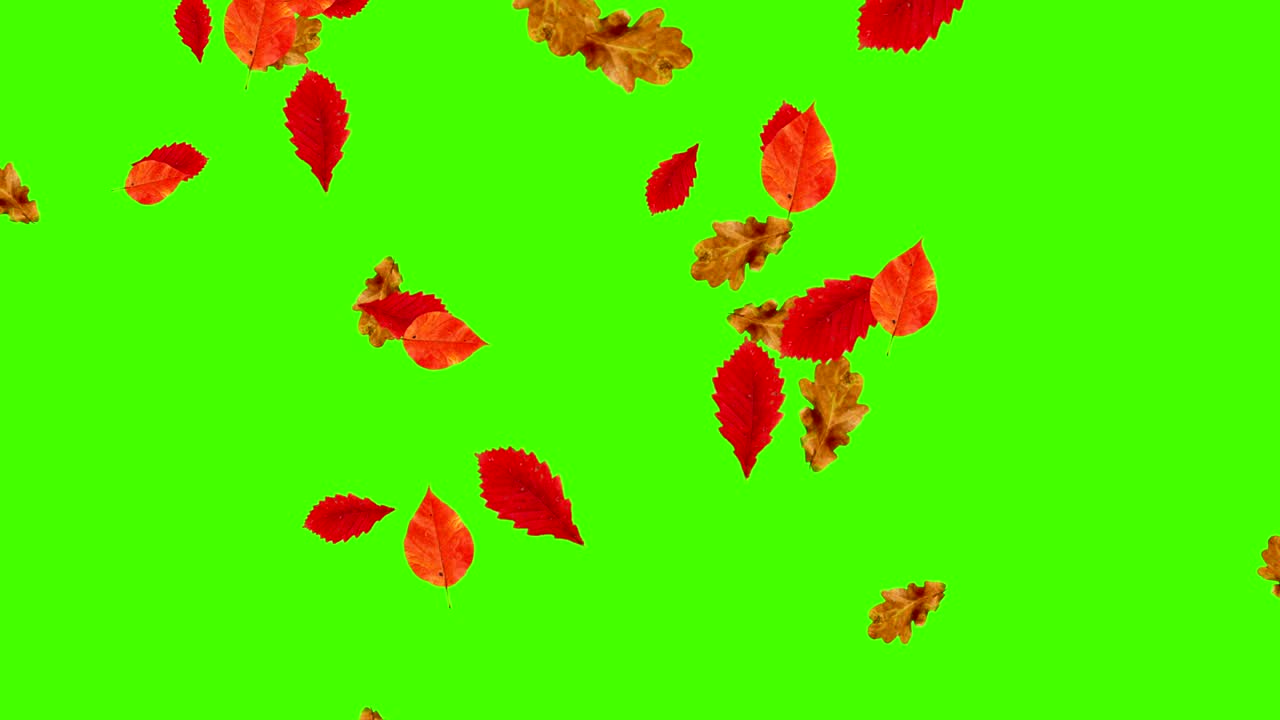 Loop di foglie autunnali che cadono, green screen chroma key