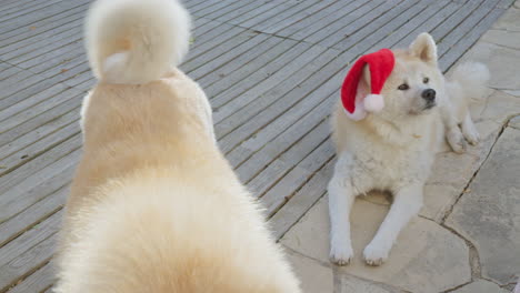 pair of akita inu dogs, amusing expressions as they charmingly request christmas gifts, creating a delightful and entertaining scene