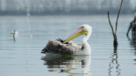 Etiquetado-Joven-Gran-Pelícano-Blanco-Limpieza-De-Plumas-Lago-Kerkini