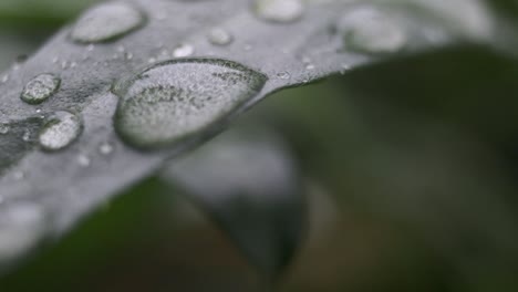 macro shot of raindrops on green leaf