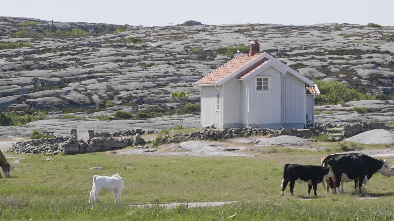 Køer med kalve nær et lille sommerhus og klippefyldt kystbaggrund, totalbillede