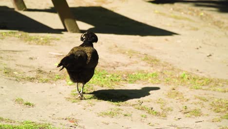 pollo con peinado afro negro plumas marrones caminando alrededor de un banco buscando sobras de comida sin perder la esperanza de encontrar un bocadillo delicioso en este día caluroso