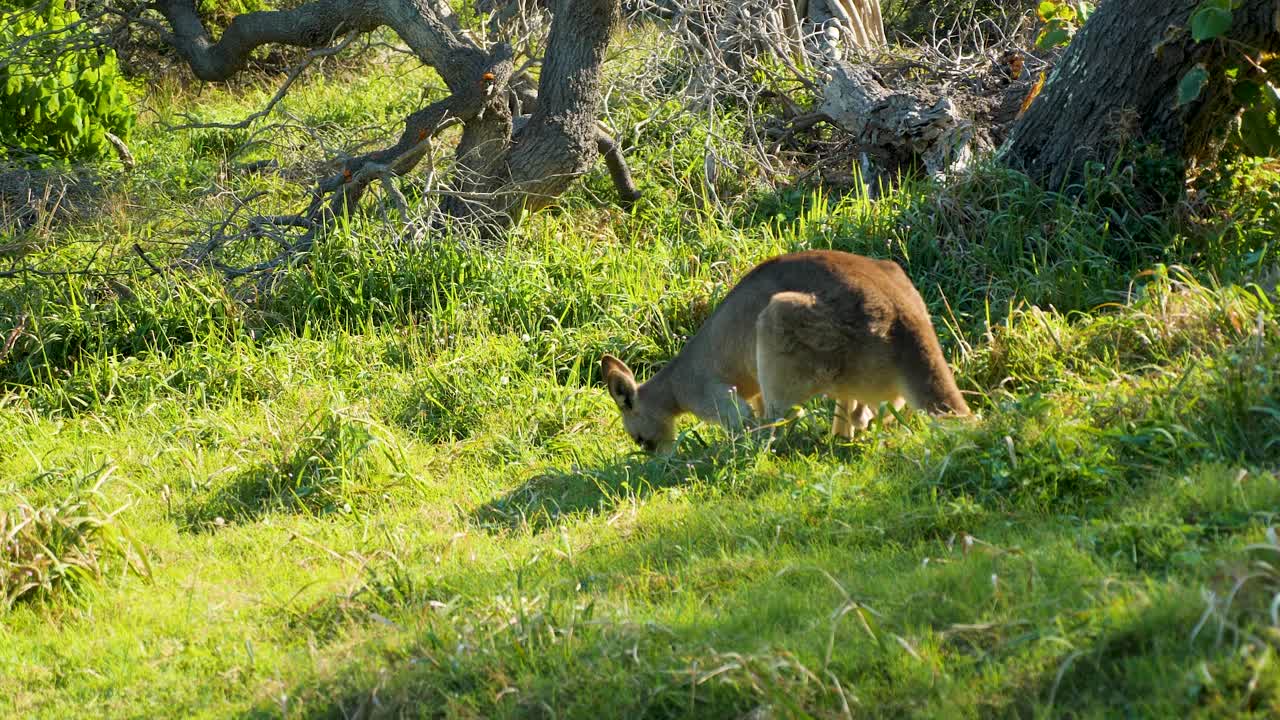 paisaje de la isla de stradbroke del norte, lugares de turismo queensland australia