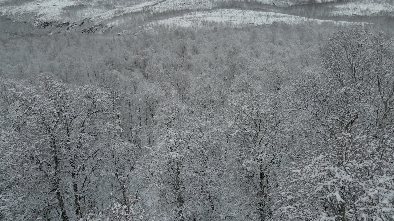 Stunning white winter landscape scene - fresh snow on treetops, aerial
