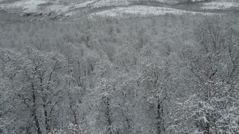 Atemberaubende-Weiße-Winterlandschaftsszene---Neuschnee-Auf-Baumwipfeln,-Luftaufnahme