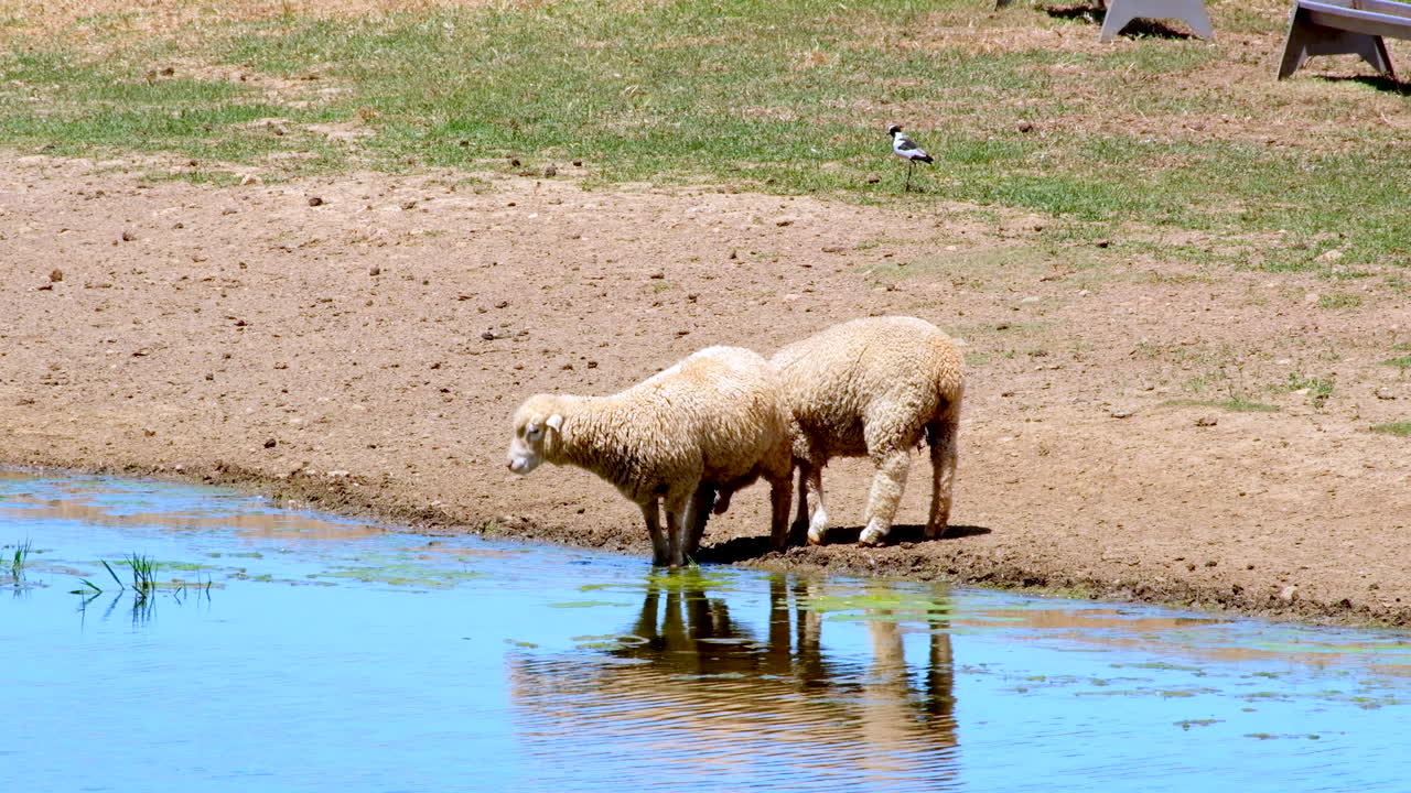 Three sheep walk up to edge of dam to drink water on hot day, surface reflection