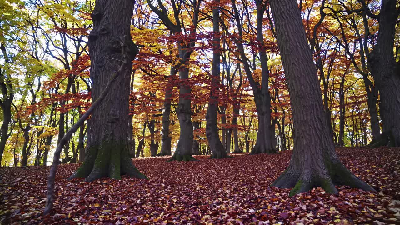 A serene autumn forest scene with vibrant leaves, captured at eye-level