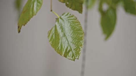 rain-falling-on-leaves-and-ground