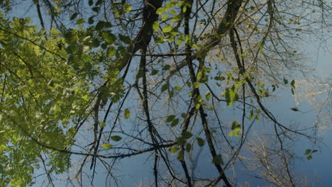 tiro giratorio de ángulo bajo de árboles en otoño con cielo azul claro