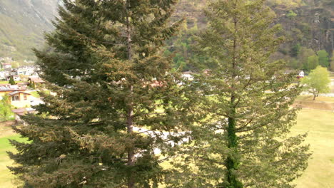 pine trees during autumn in the valley of canton ticino near bignasco village, switzerland