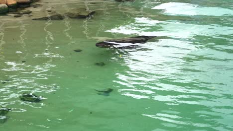 Close-up-shot-of-an-one-eye-rescued-sea-lion-or-fur-seal-swimming-in-the-water