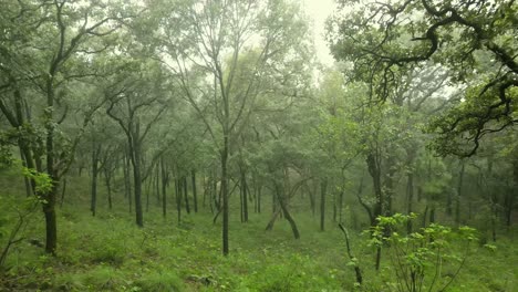 foggy forest with tall trees in countryside