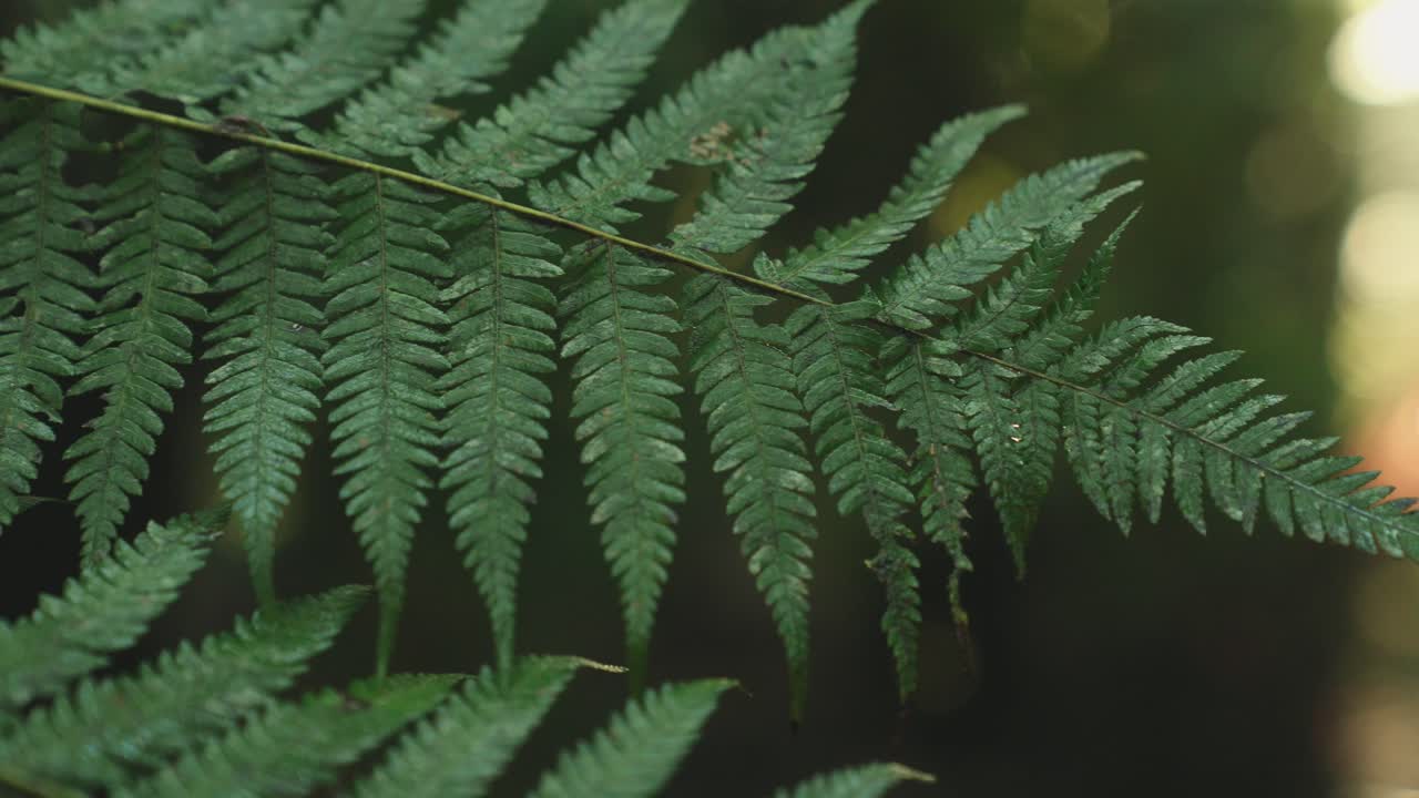 macro foto de cerca de un helecho a la luz del sol que revela una delicada belleza natural