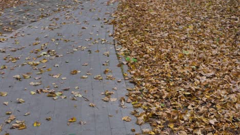 walkway with autumn yellow leaves