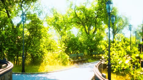 peaceful park in the city