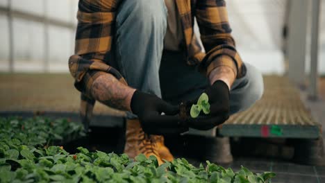 Close-up-of-a-confident-guy-Farmer-takes-his-hands-an-example-of-seedlings-and-examines-a-young-plant-in-a-greenhouse-on-a-farm