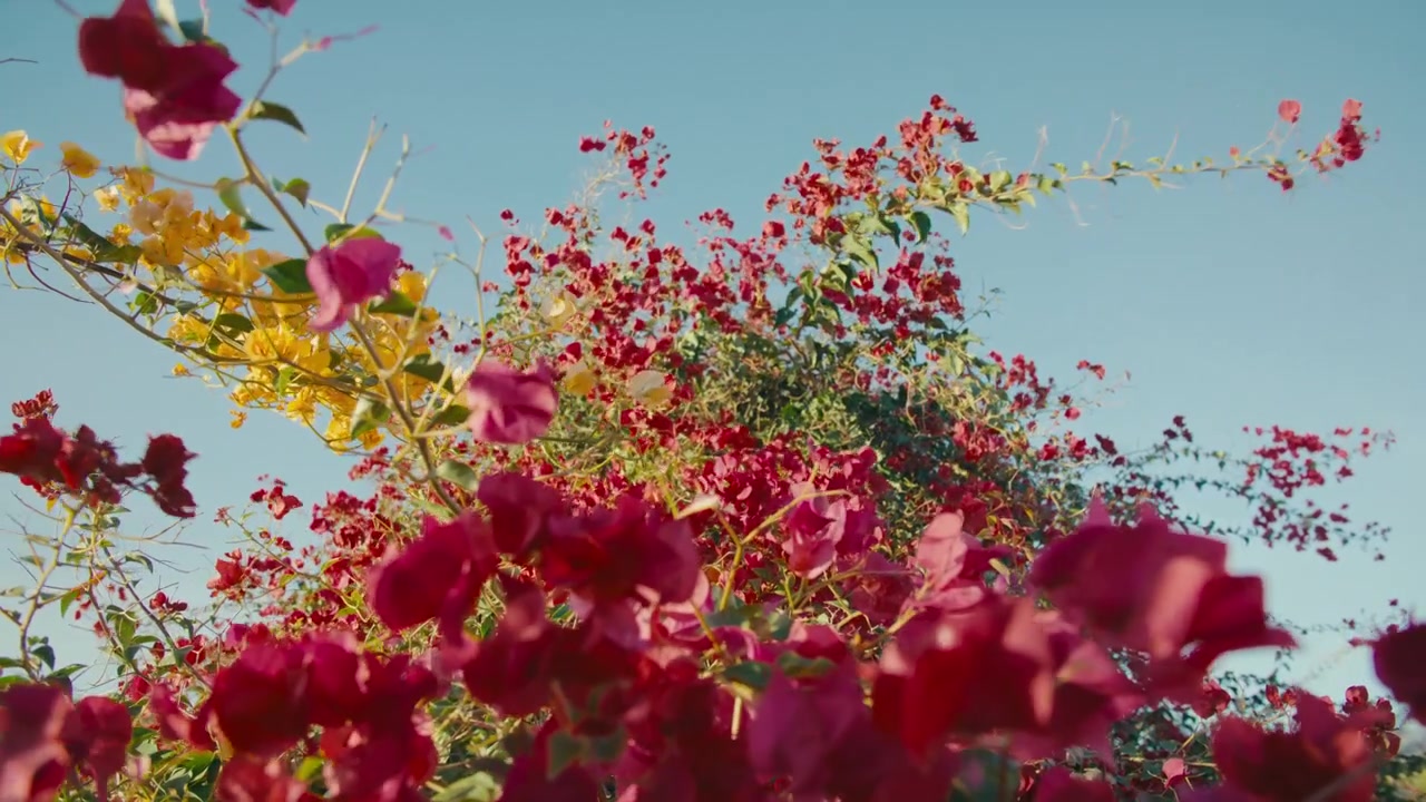 Prospettiva dinamica dal basso di fiori di bougainvillea misti in movimento, che fondono colore e forma in un'immagine astratta di energia in piena fioritura.