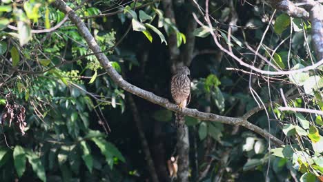 shikra, accipiter badius, khao yai national park, thailand