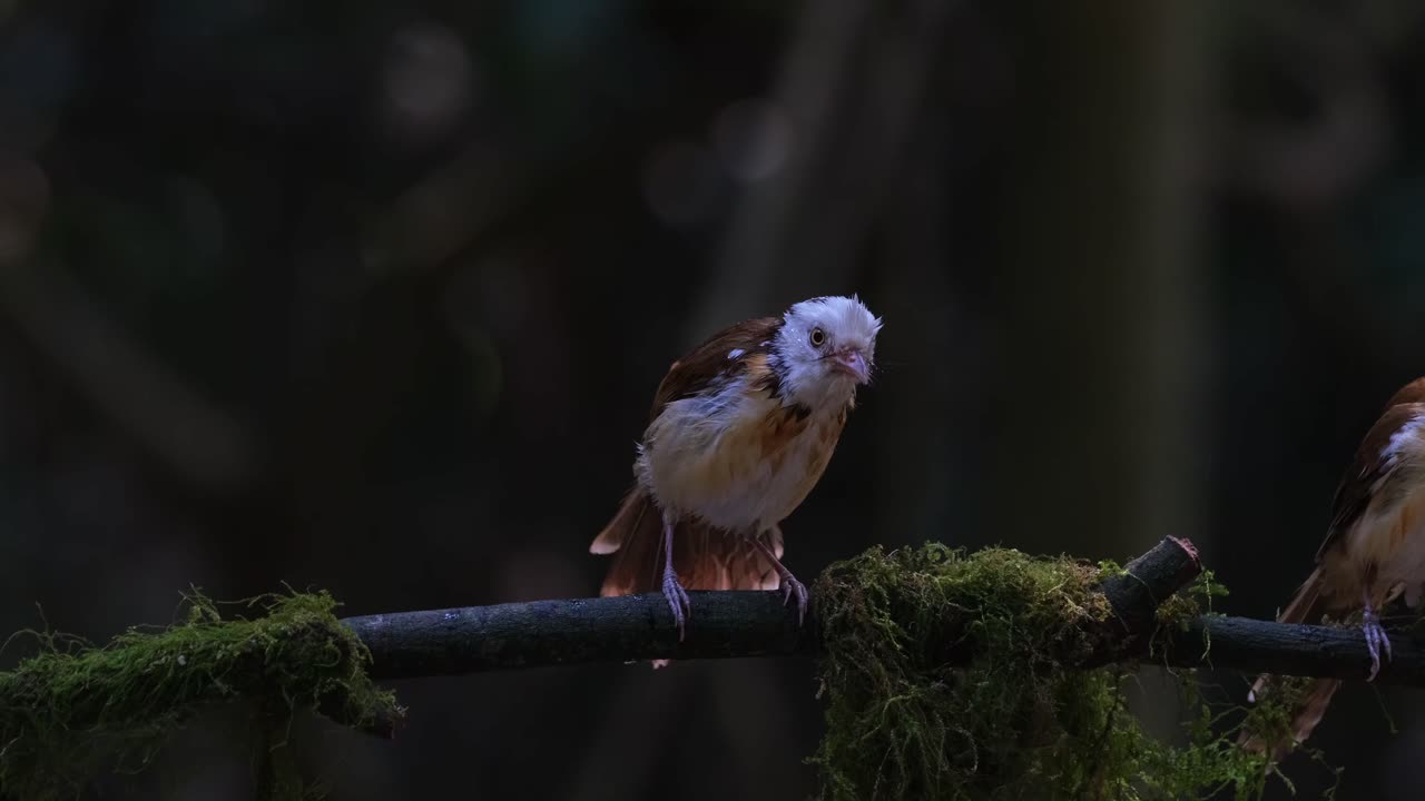 видно, как он чешется по голове и трясет перьями, когда один из них улетает, ошейник gampsorhynchus torquatus, таиланд