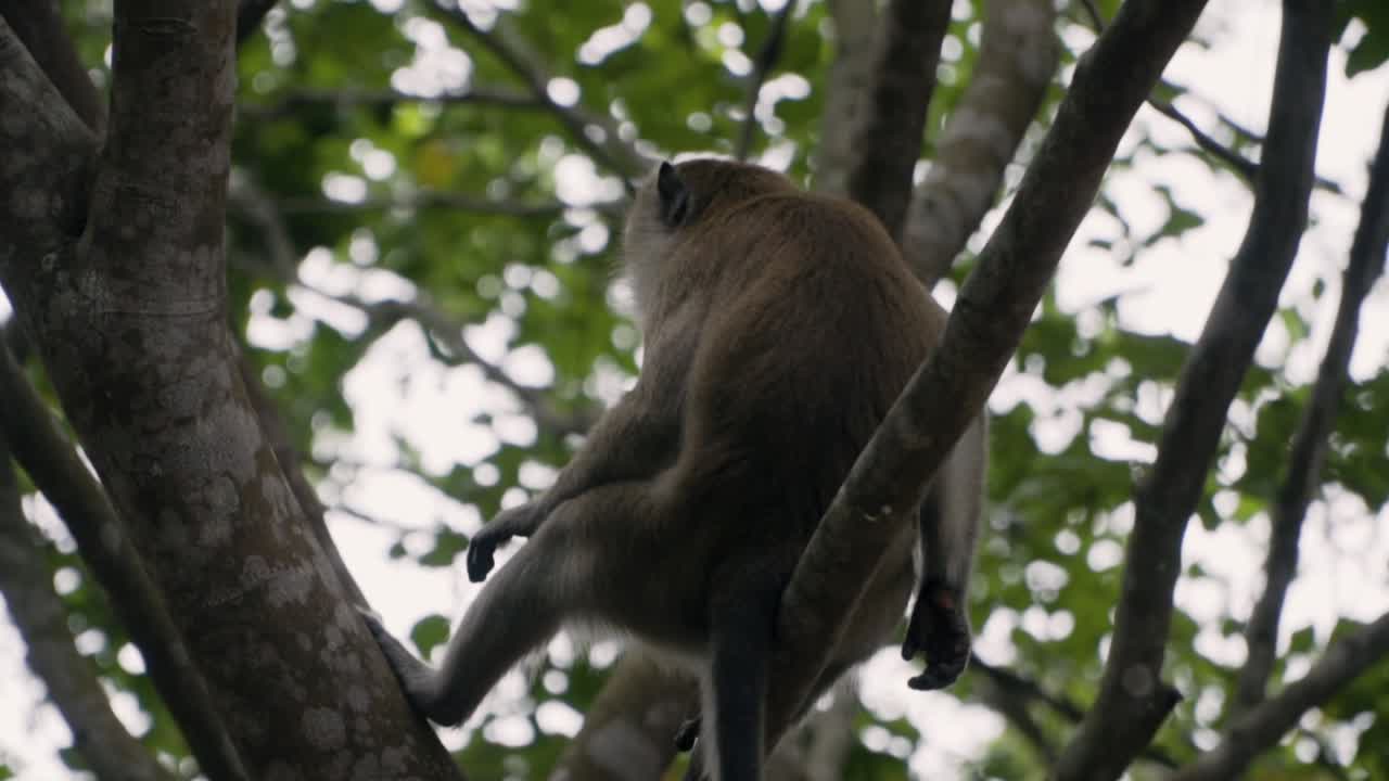 macaco cangrejero rascándose el cuerpo mientras descansa en un árbol en singapur