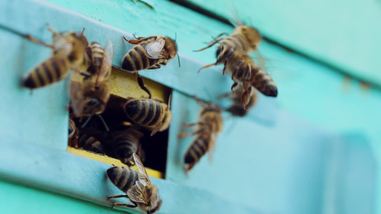 Bees swarm near the entrance to the hive. Life of worker bees. Apiary. Slow motion