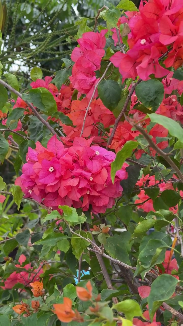 Fiori di bougainvillea rosa vivace che sbocciano in un giardino