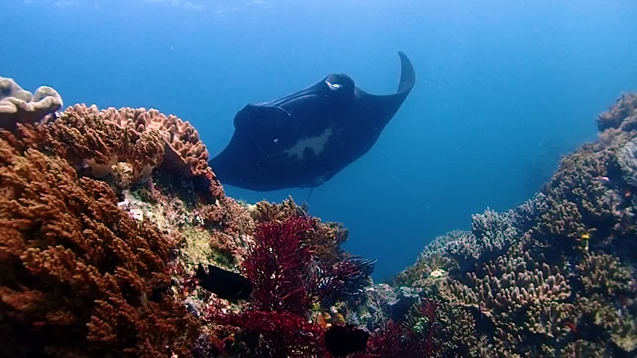 una majestuosa manta negra aparece detrás de una montaña de coral y nadando por encima de la cámara muy tranquila