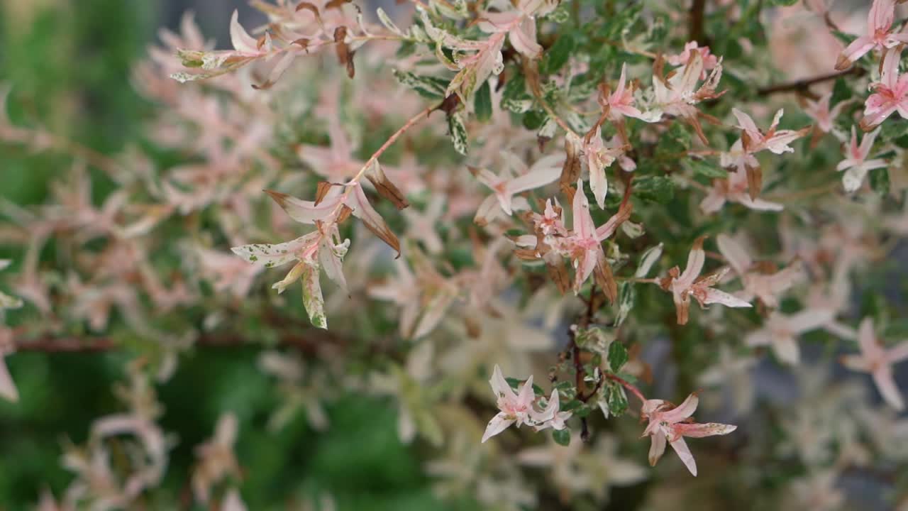un primer plano de un árbol de flamenco en un jardín