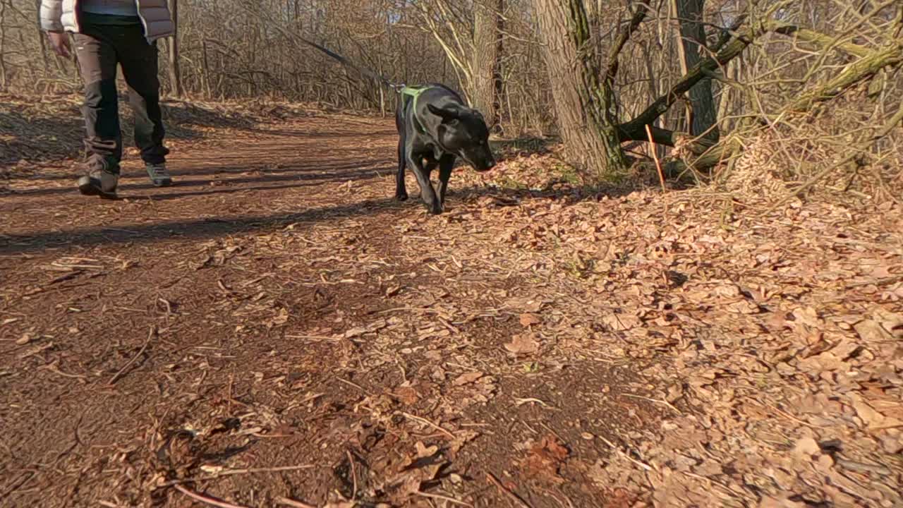 lindo perro labrador negro con correa caminando con su dueño en un hermoso parque forestal otoñal con hojas amarillas doradas