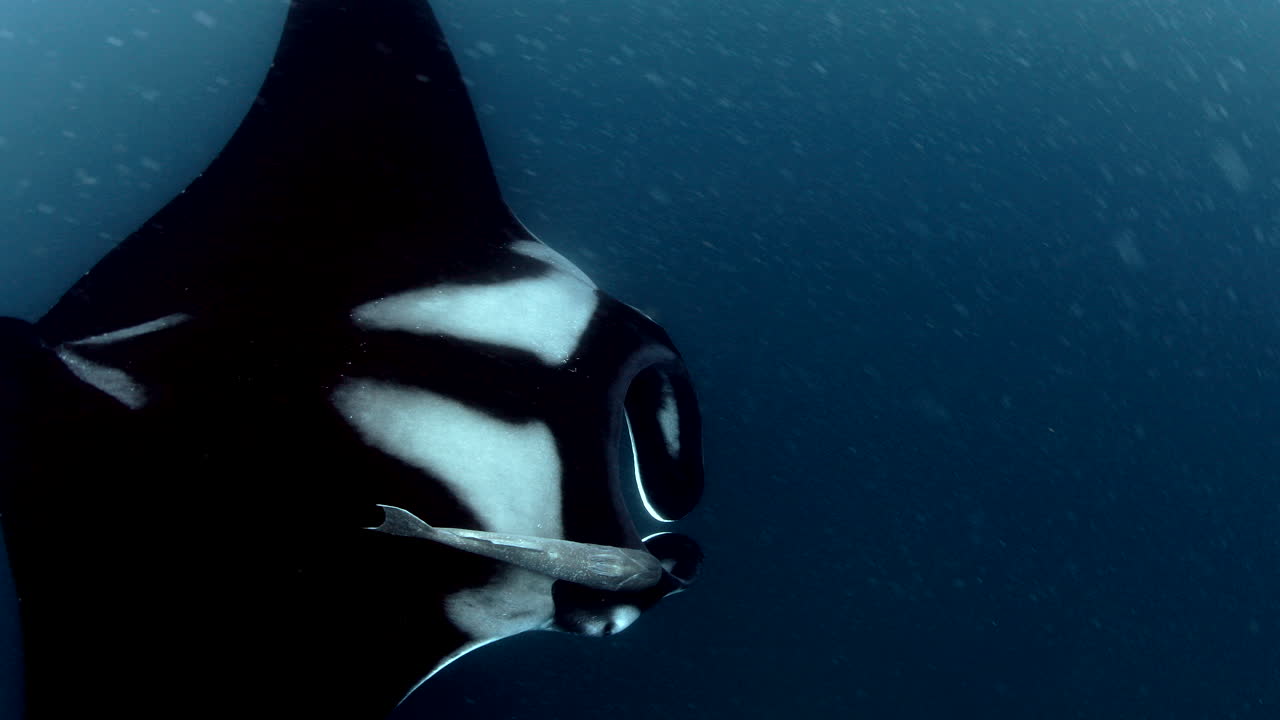 plano general detallado de manta raya en el mar, camara acuatica