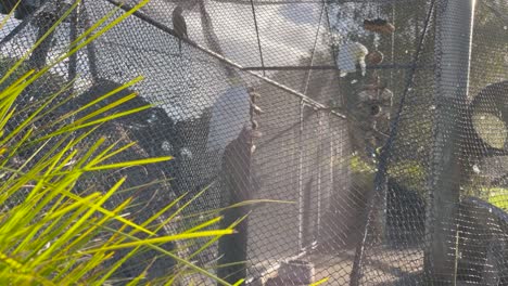 different bird species on aviary at bason botanic gardens in whanganui, new zealand