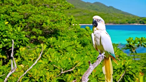 white parrot perched in a lush tropical landscape