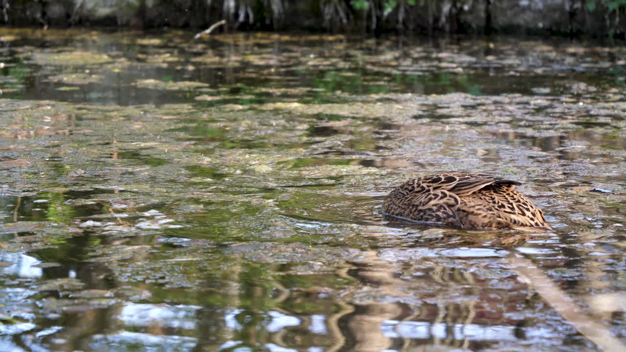 Un'anatra germano reale femmina mette la testa sott'acqua e cerca del cibo da mangiare