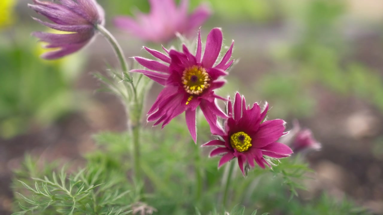 Pulsatilla rosa in fiore in giardino in primavera