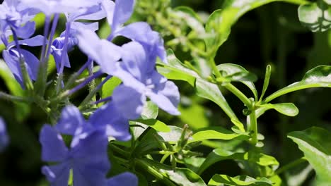 flores púrpuras vibrantes en medio de un follaje verde exuberante