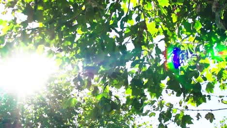 la luz del sol penetra en las hojas y crea halos