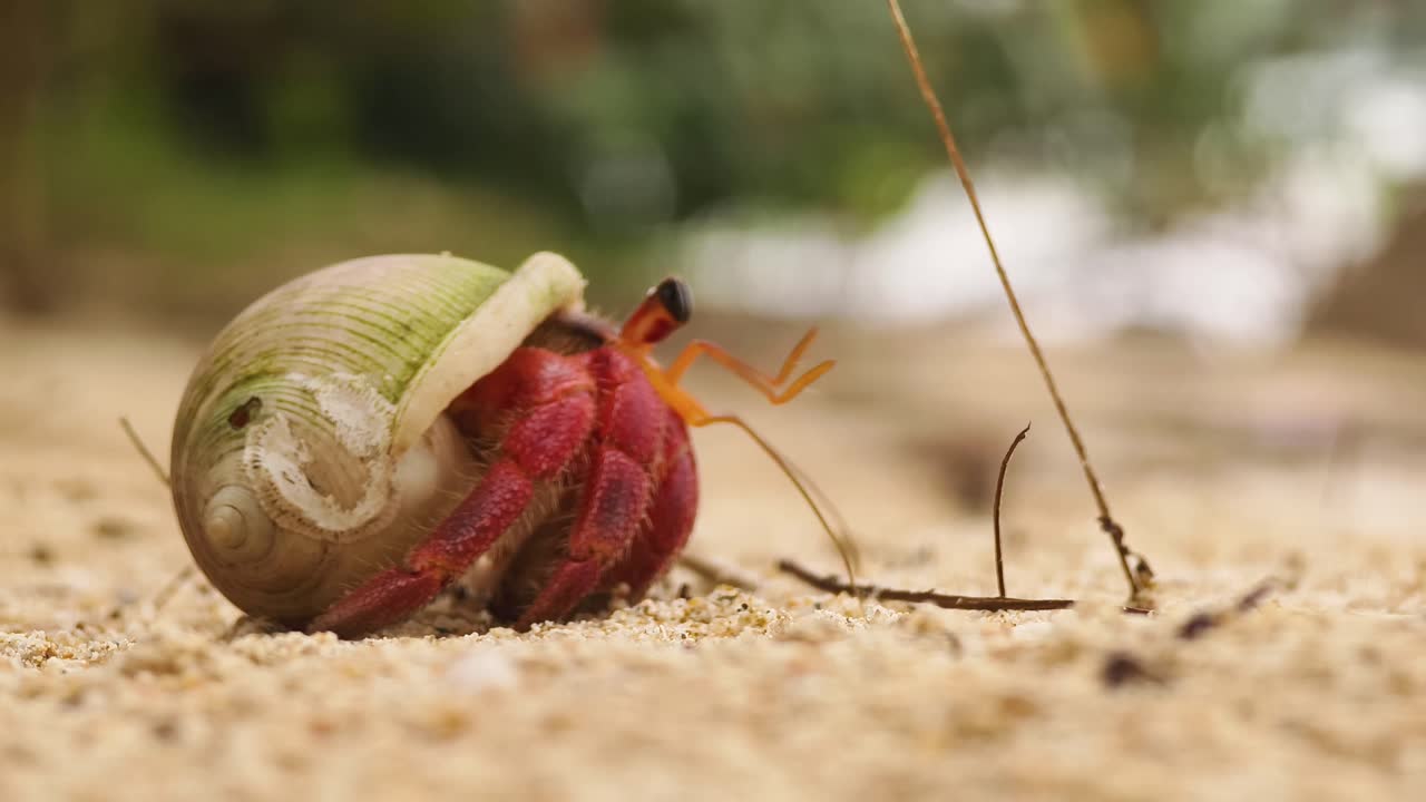해변에서 소라 게
