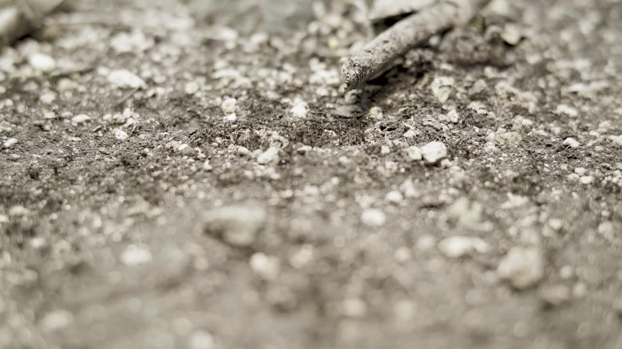 Close-up of Soil and Debris