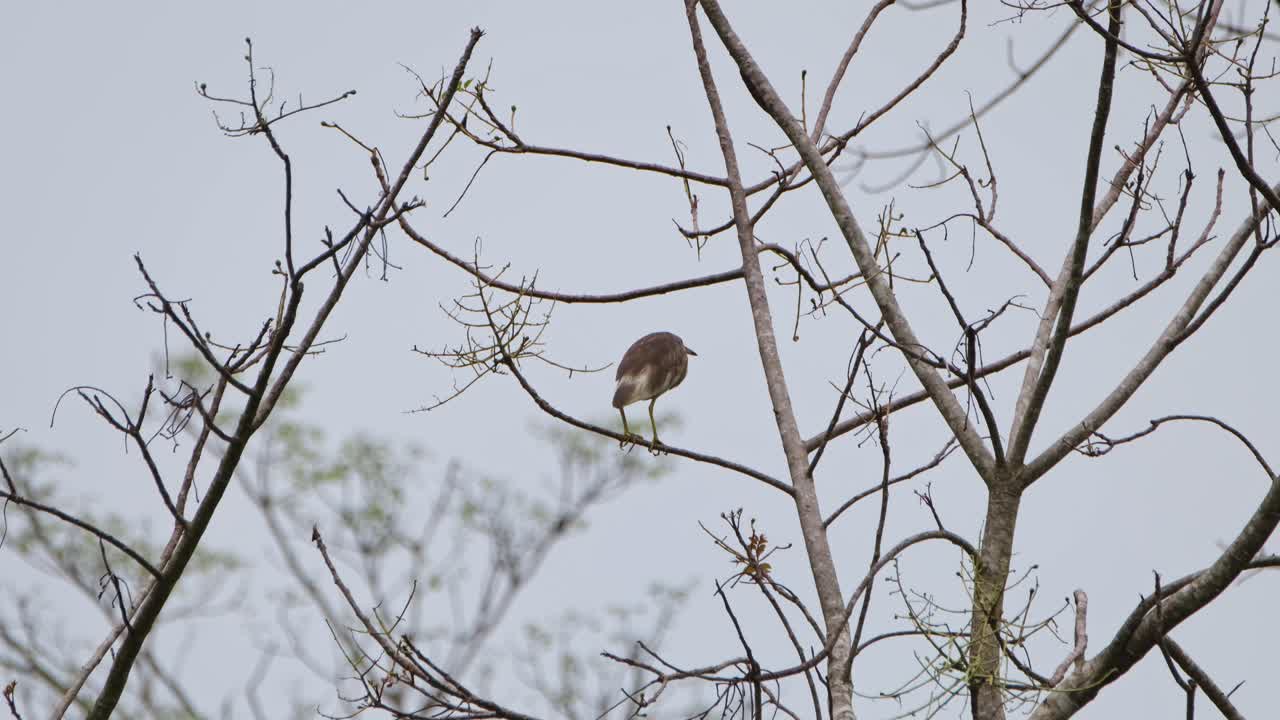 visto desde su parte frontal mirando hacia la derecha y luego gira, garza de estanque chino ardeola bacchus, parque nacional kaeng krachan, tailandia