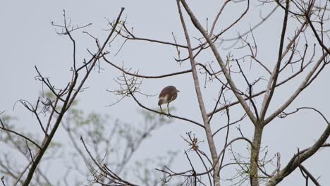 Von-Seiner-Vorderseite-Aus-Gesehen,-Nach-Rechts-Schauend-Und-Sich-Dann-Umdrehend,-Chinesischer-Teichreiher-Ardeola-Bacchus,-Nationalpark-Kaeng-Krachan,-Thailand