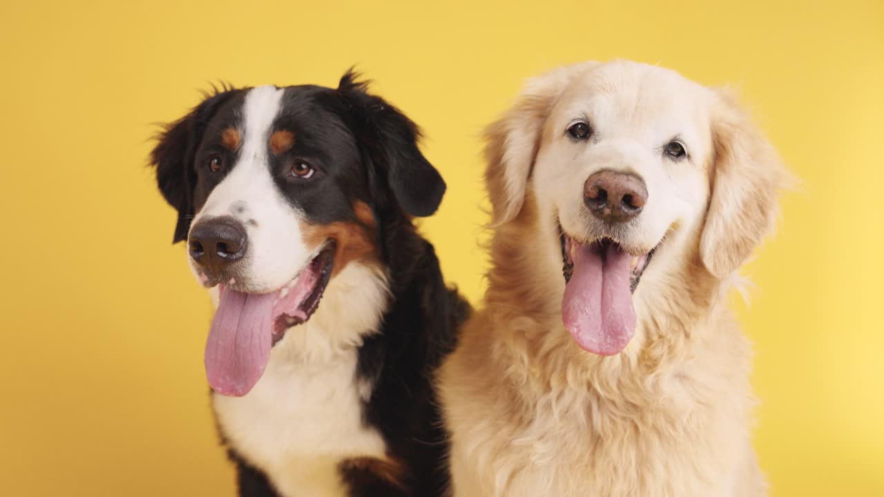 Bernese Mountain Dog and Golden Retriever posing together