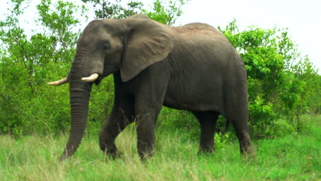 elephant at kruger national park walk grazing through lush green bush in spring summer rainy season big five incredible wild life rack focus follow pan