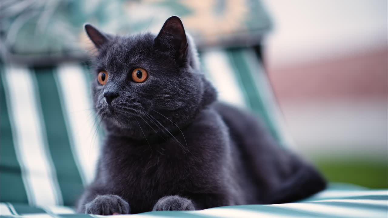 Gatto British Shorthair con occhi arancioni sdraiato su una sedia a righe da patio, che si guarda intorno